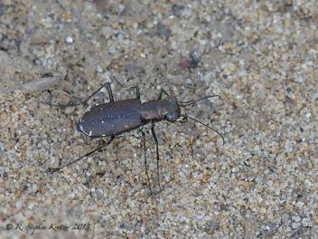 Cicindela punctulata